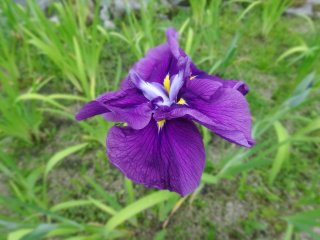 The iris that is grown in the garden is a local variety called the &quot;higoshobu&quot; or Higo iris