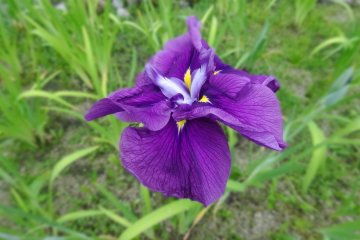 <p>The iris that is grown in the garden is a local variety called the &quot;higoshobu&quot; or Higo iris</p>