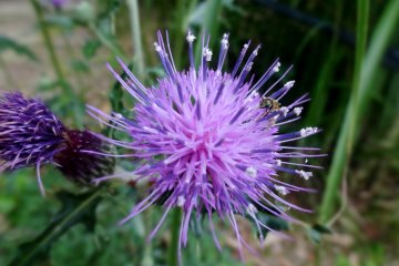 <p>Other purple flowers were also in bloom on the day I visited</p>