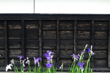 <p>There are even irises in the small waterway that rings the exterior of the garden</p>