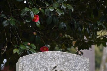 <p>A camelia bowing over a tomb stone</p>