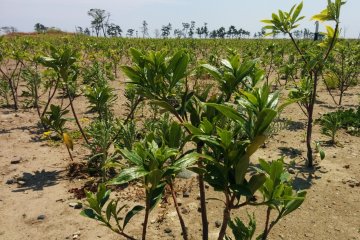 <p>These baby trees will one day become an entire forest which could save many lives for the next generation</p>