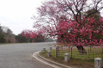 สวนพลัมของพระราชวังเกียวโต อิมพีเรียล 