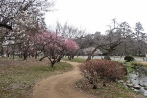 สวนพลัมของพระราชวังเกียวโต อิมพีเรียล มีต้นพลัมทั้งหมด 250 ต้น 35 สายพันธ์