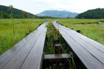 <p>A wooden path soaked in rain</p>