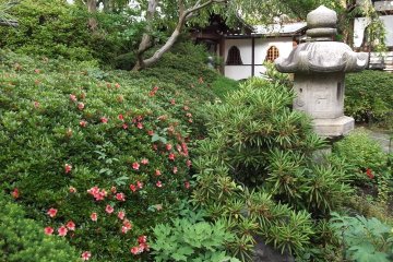 <p>There are big azalea bushes in the garden</p>