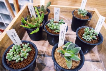 <p>Little succulents available for purchase&nbsp;</p>