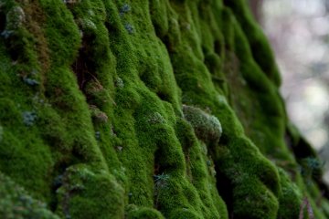 <p>The moss on the trees and gravestones is incredible.</p>