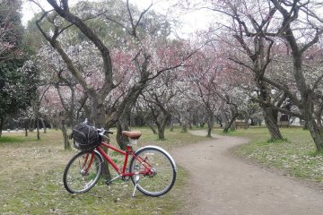 <p>สวนพลัมของพระราชวังเกียวโต อิมพีเรียล</p>