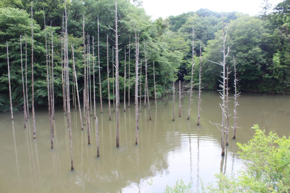 A man made pond with some interesting trees growing out