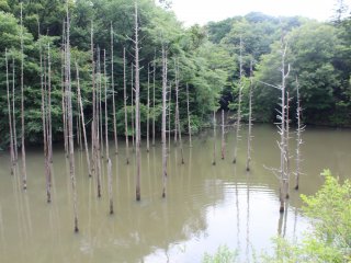A man made pond with some interesting trees growing out