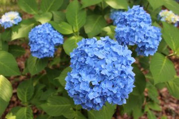 <p>A lovely blue hydrangea in the sunshine&nbsp;</p>