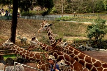 <p>Время кормления жирафов</p>