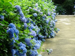 Hydrangea line the pathway of the Higo Ancient Forest park