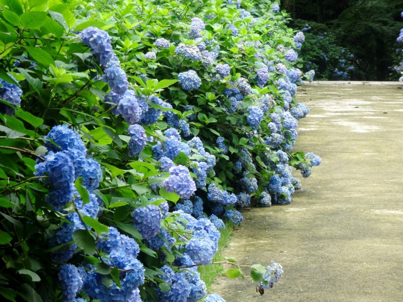 <p>เส้นทางเดินที่เรียงรายไปด้วยดอกไฮเดรนเยียในป่าโบราณฮิโกะ (Higo)</p>