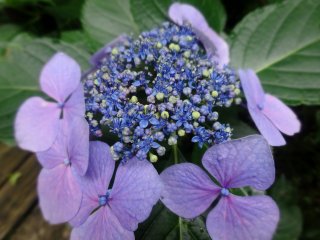 Several varieties of hydrangea can be found growing here
