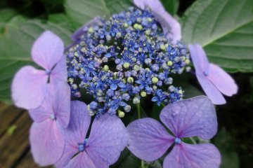 <p>Several varieties of hydrangea can be found growing here</p>