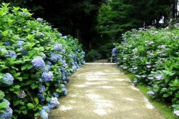 <p>The hydrangea road actually leads to the Kumamoto Prefectural Decorated Tumulus Museum&nbsp;</p>