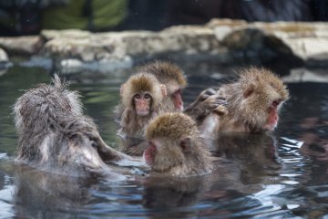 <p>Monkeys help groom each other in the hot spring baths</p>