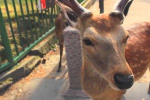Regardez la vid&eacute;o et apprenez-en plus &agrave; propos des adorables daims du parc de Nara !