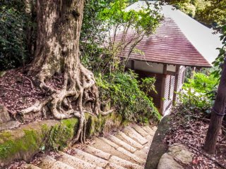 Bước vào từ phía sau! Đối với những ai đi bộ từ núi Ohirayama, cầu thang dốc này sẽ là thứ đầu tiên bạn nhìn thấy của ngôi đền Hanzobo