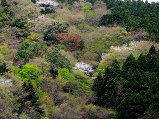 The varied texture of spring in a mountain forest
