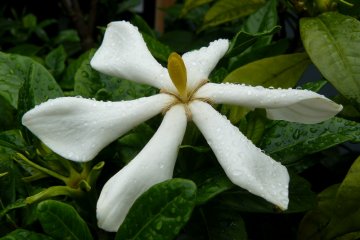 <p>Белый цветок магнолии</p>