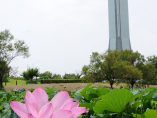Although it is a nice park year-round, visit Kodaihasu-no-Sato from June to August when the lotus flowers bloom.