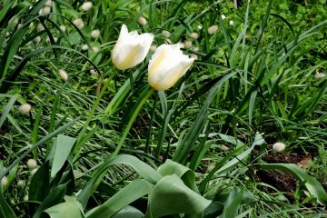 <p>Tulips blooming</p>