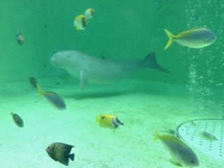 Dugong surrounded by colorful fish