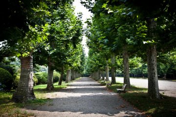 프랑스 정원의 둘레에 줄지어 있는 심카모레 나무