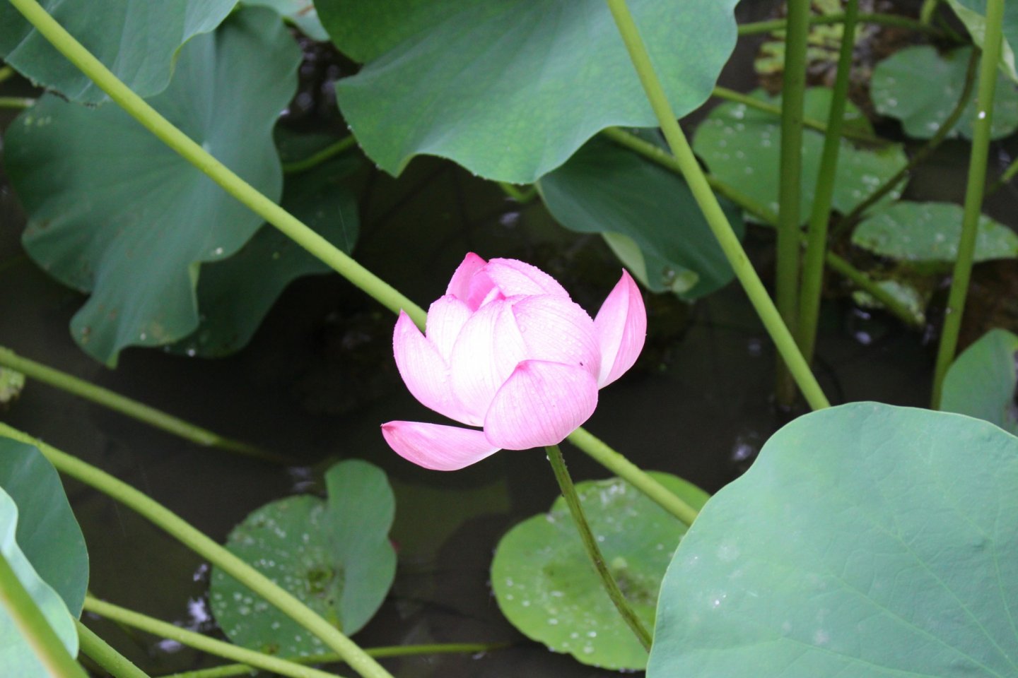 The lighter parts of this lotus flower make it appear to glow in the gray light cast by the day's cloudy and rainy weather