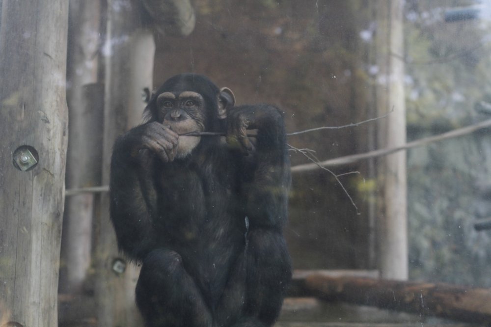 Salah satu dari tiga simpanse yang hidup di kebun binatang ini, dia adalah yang muda dan nakal
