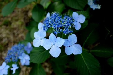 <p>Blue hydrangeas</p>
