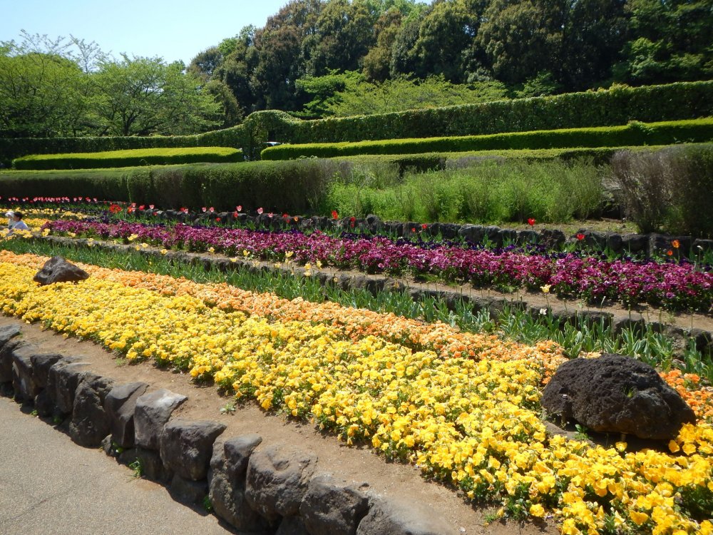 Rows of bright yellow and orange pansies which are popular every season