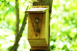 A bird box; they have something similar for the flying squirrels