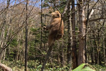 <p>上高地树林里经常可以看见不怕生的猴子</p>