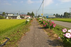 The first part of the road with hibiscus in bloom