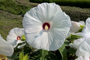 One of the beautiful hibiscus