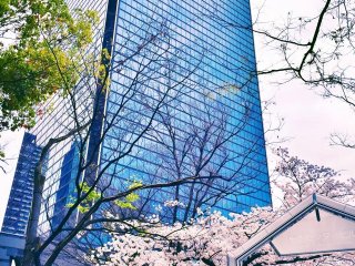 One thing this city has managed to do that immediately struck me, is maintain a sense of co-existence. Man and nature, skyscrapers and blooming sakura.&nbsp;