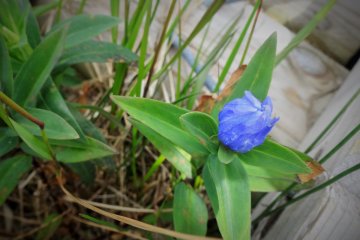 <p>As the trail is comprised mostly of boardwalks, hikers need not worry about trampling delicate alpine flora</p>