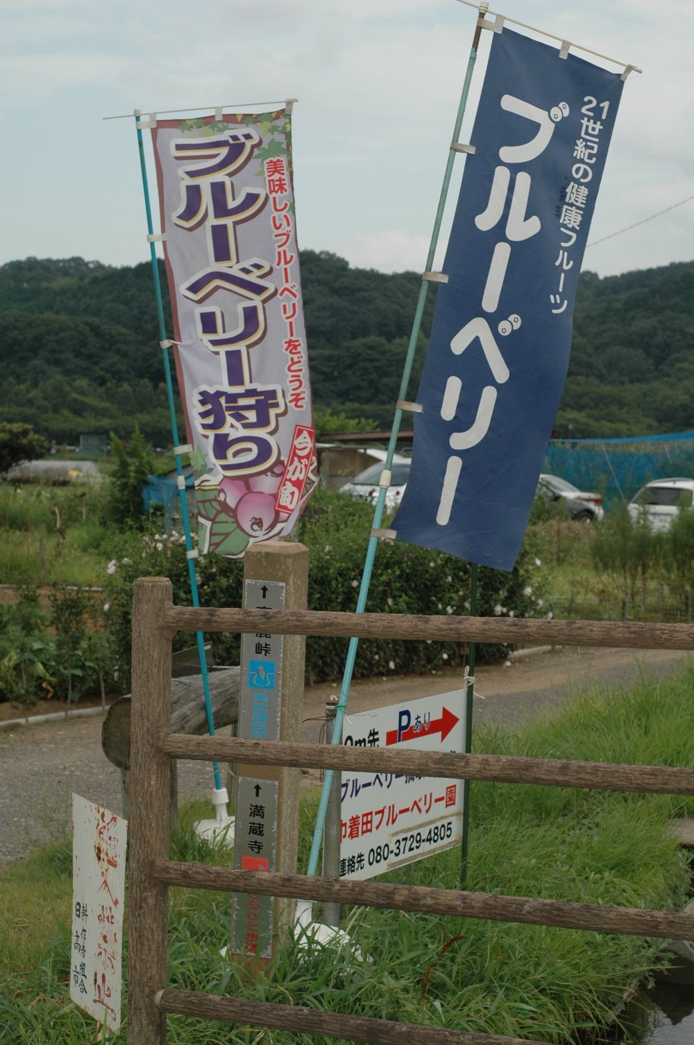 Với một khoảng phí, du khách có thể tự do chọn lựa và thưởng thức việt quất ở vườn việt quất Kato ngay tại Kinchakuda.