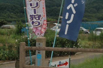 <p>Visitors can pick and eat as many blueberries as they want at Kato-san&#39;s blueberry patch right on Kinchakuda for a fee.</p>