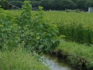 Khung cảnh dòng suối róc rách dẫn nước qua đồng lúa hệt như trong bộ phim Totoro.