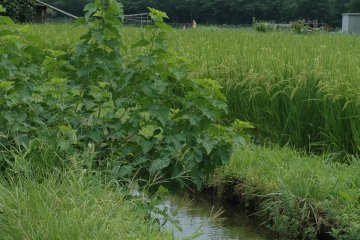 <p>Журчащий ручей поливает рисовые поля в этом пейзаже, который, кажется, взят прямиком из Тоторо.</p>