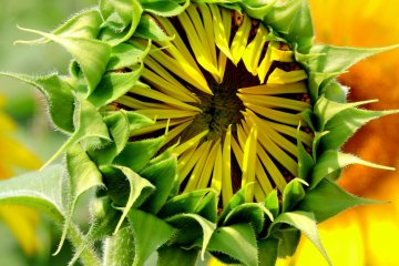 <p>Huge sunflower bud</p>