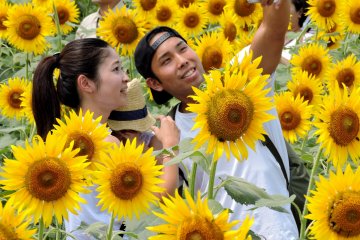 <p>Photos posed among these cheerful flowers must surely become favorite keepsakes! &nbsp;</p>