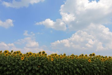 <p>The sunflower fields are a wonderful sight</p>