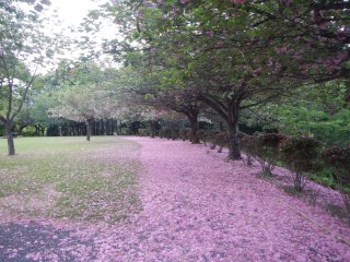 Petals of double cherry blossoms creates a pink carpet!