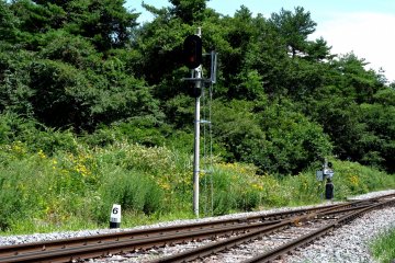 <p>The grass beside the tracks is full of wildflowers</p>
